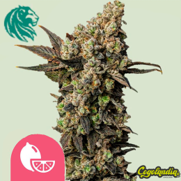 Astro Lemonade Fast Version - Royal Queen Seeds 