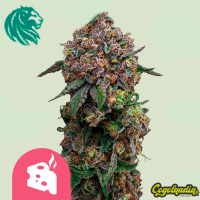 Cosmic Cheddar Fast Version - Royal Queen Seeds Inicio
