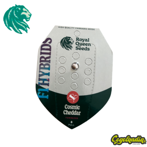 Cosmic Cheddar Fast Version - Royal Queen Seeds Inicio