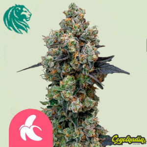 Orbital Banana Fast Version - Royal Queen Seeds Inicio