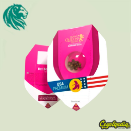 Orbital Banana Fast Version - Royal Queen Seeds Inicio