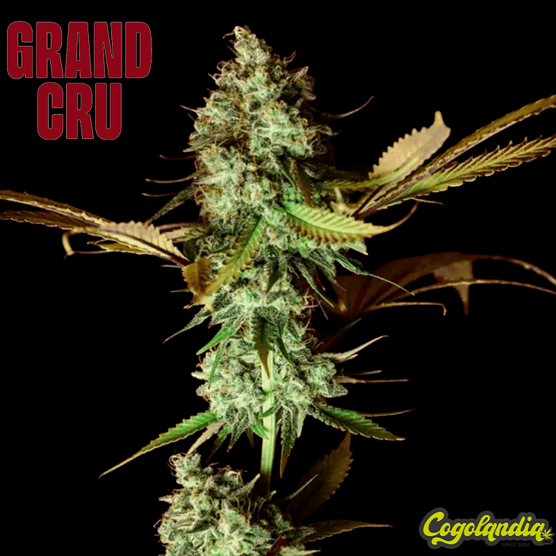 Apple Cru - Grand Cru Genetics