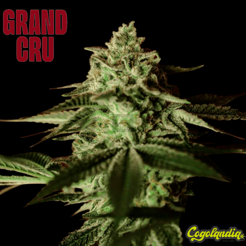 Bannana Stones - Grand Cru Genetics