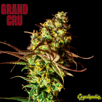 Berry Bliss - Grand Cru Genetics