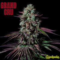 Blanc Fumé - Grand Cru Genetics