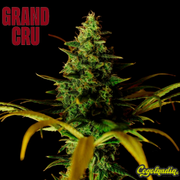 Cindy Rose - Grand Cru Genetics Semillas Feminizadas