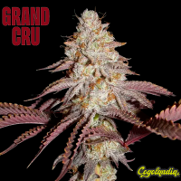 Crash Crimes - Grand Cru Genetics