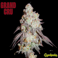 Frenchy's Lass - Grand Cru Genetics