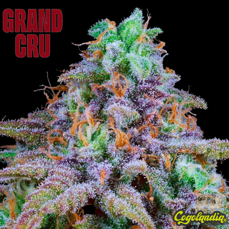 Grape Guava - Grand Cru Genetics