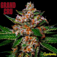 HoneyComb - Grand Cru Genetics 