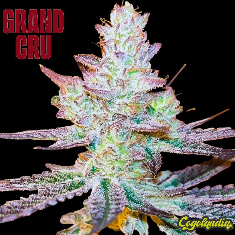 Jelly Banana - Grand Cru Genetics