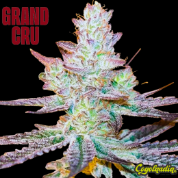 Jelly Banana - Grand Cru Genetics Semillas Feminizadas