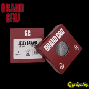 Jelly Banana - Grand Cru Genetics