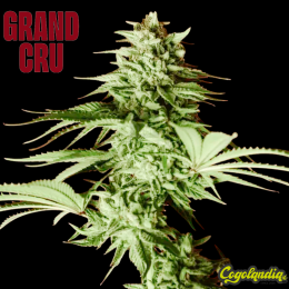 Lumpy's Fritter - Grand Cru Genetics Semillas Feminizadas