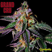 Rainbow Apples - Grand Cru Genetics