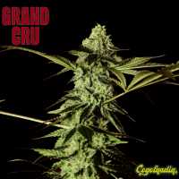 Red Prince - Grand Cru Genetics