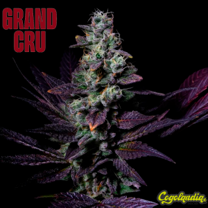 Tatín - Grand Cru Genetics