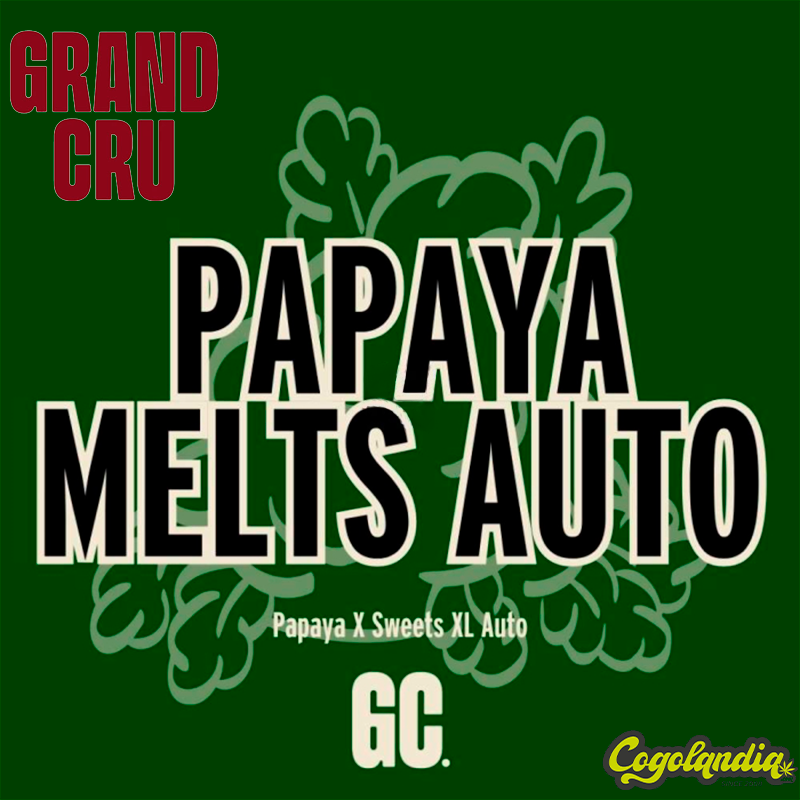 Papaya Melts Auto XL - Grand Cru Genetics Semillas
