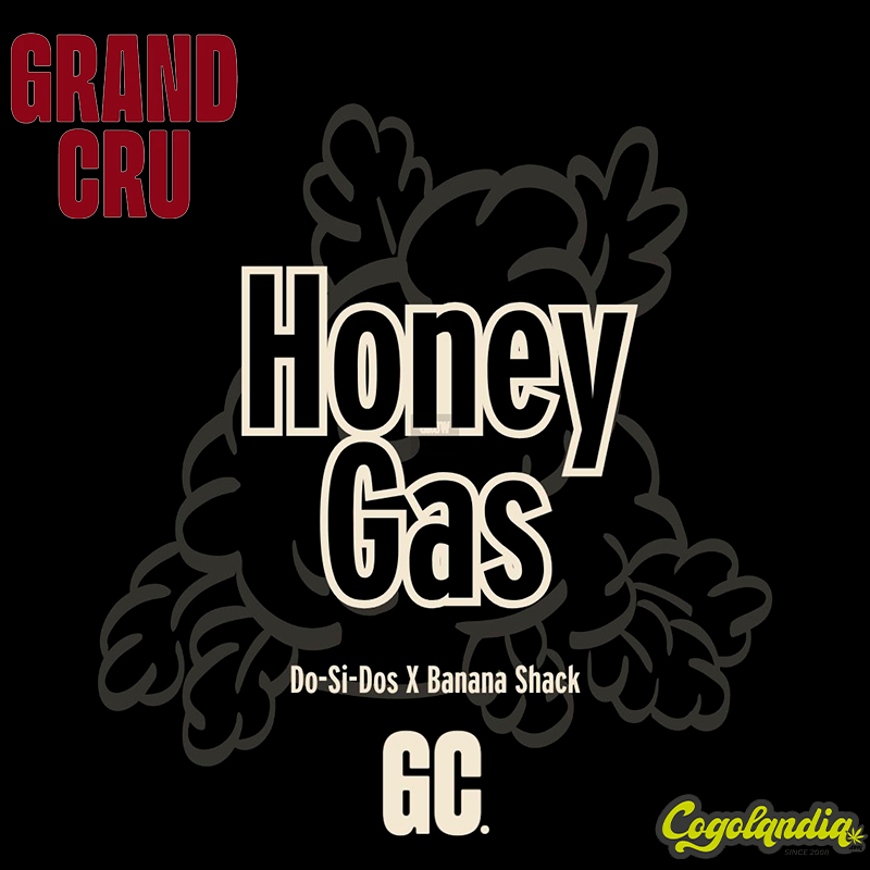 Honey Gas Regular - Grand Cru Genetics