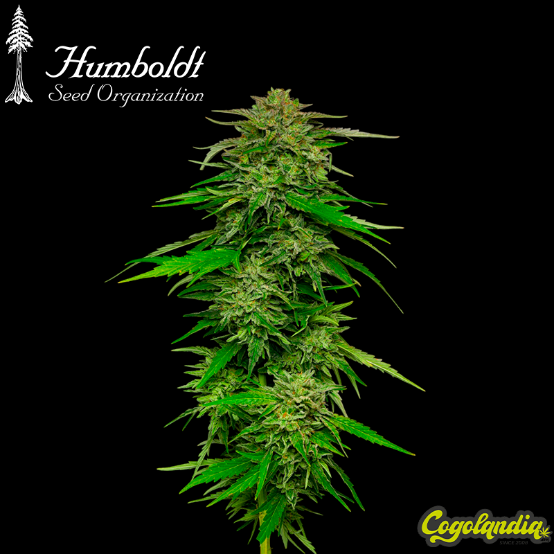 Mango Sherbet - Humboldt seeds