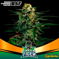 Green Tiges Fast Version - BSF Seeds Inicio