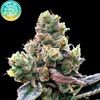 Tropizai Regular - Perfect Tree Inicio