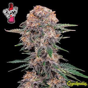 Cherry Cola Auto - Fast Buds