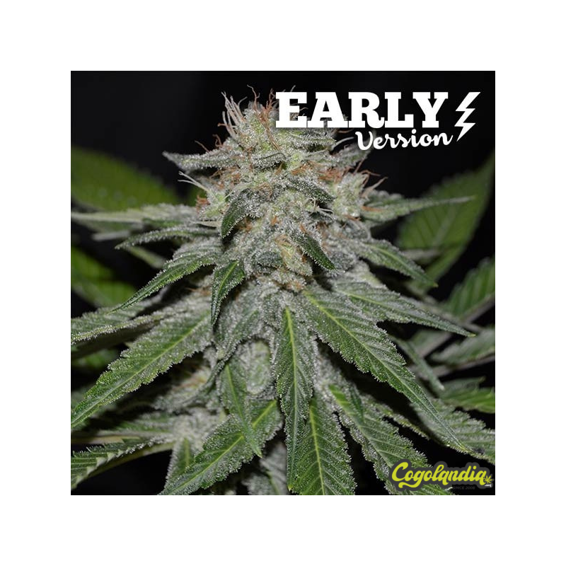 Critical Neville Haze Early Version - Delicious Seeds