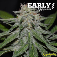 Critical Neville Haze Early Version - Delicious Seeds 