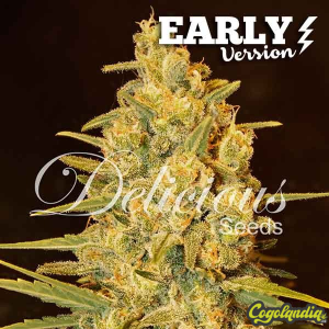 Critical Sensi Star Early Version - Delicious Seeds 