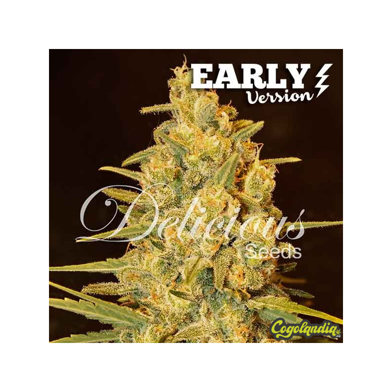 Critical Sensi Star Early Version - Delicious Seeds 