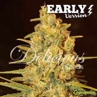 Critical Sensi Star Early Version - Delicious Seeds 
