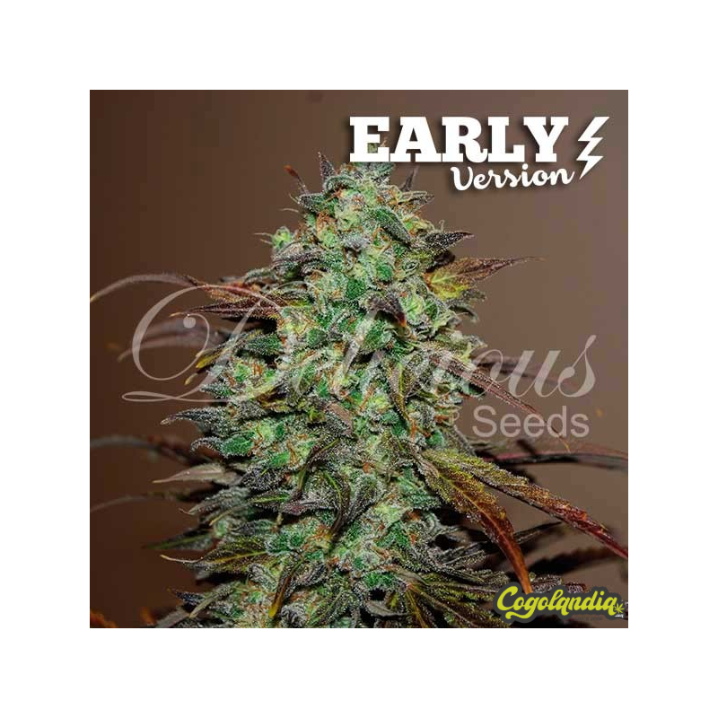 Eleven Roses Early Version - Delicious Seeds Semillas