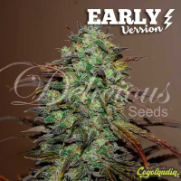 Eleven Roses Early Version - Delicious Seeds Semillas