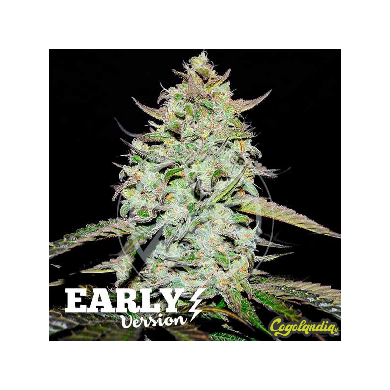 Lemon Gazzy Early Version - Delicious Seeds 