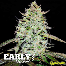 Lemon Gazzy Early Version - Delicious Seeds 