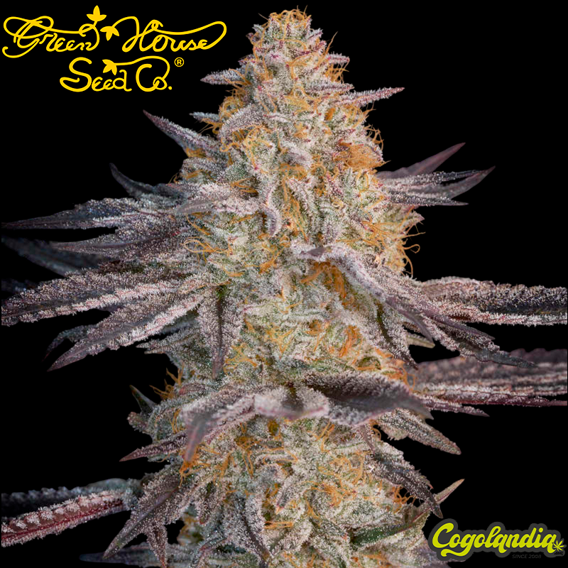 Air Lemon - Green House Seeds