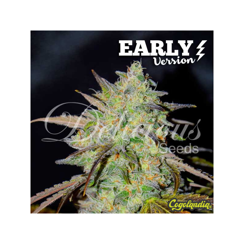 Marmalate Early Version - Delicious Seeds
