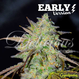 Marmalate Early Version - Delicious Seeds Semillas Feminizadas