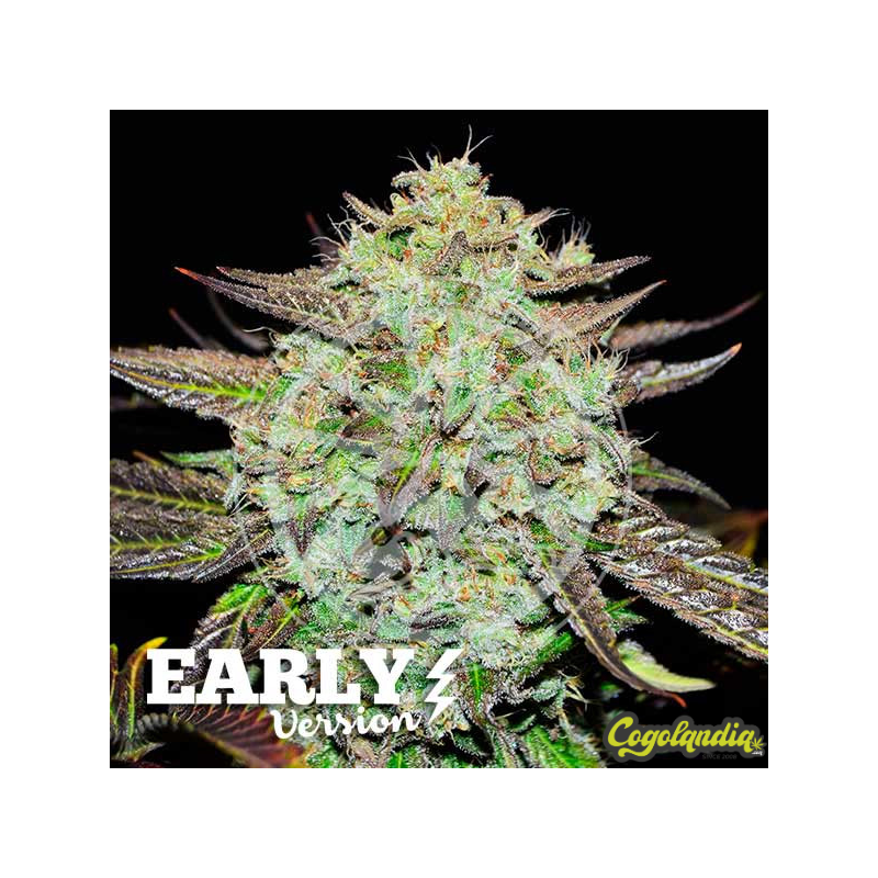 Purple Mango Kush Early Version - Delicious Seeds Semillas