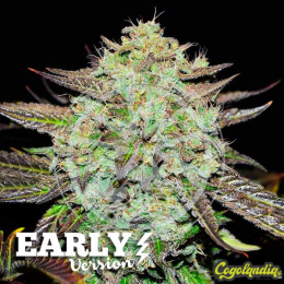 Purple Mango Kush Early Version - Delicious Seeds Semillas