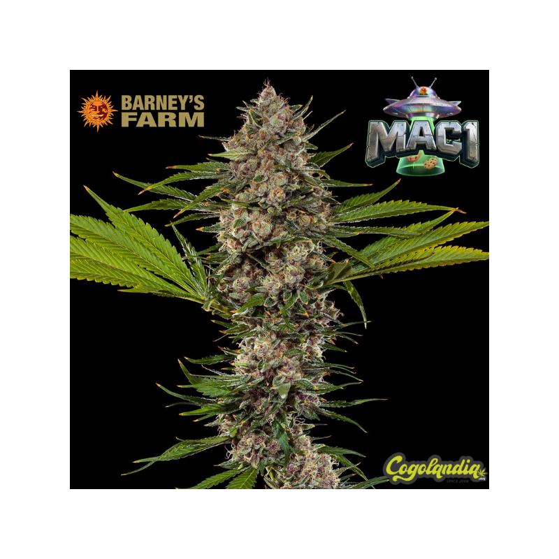MAC 1 - Barney's Farm