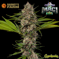 MAC 1 - Barney's Farm