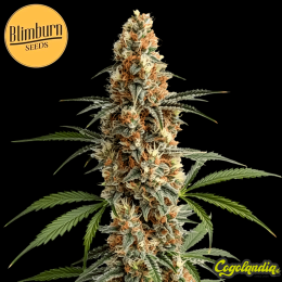 Mamba Negra- Blimbur