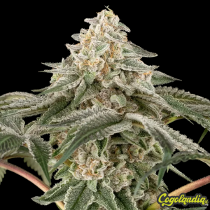 Black Lily - Sensi Seeds 