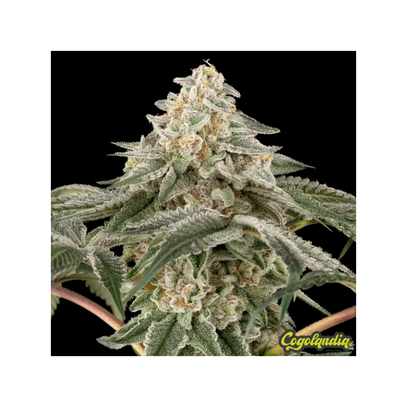 Black Lily - Sensi Seeds 