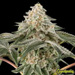 Black Lily - Sensi Seeds 