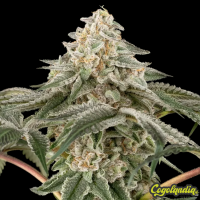 Black Lily - Sensi Seeds 