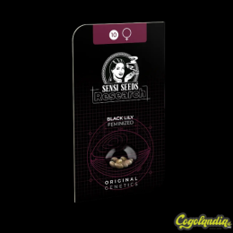 Black Lily - Sensi Seeds 