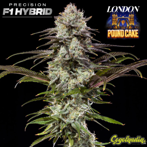 London Pound Cake F1 - Barney's Farm 